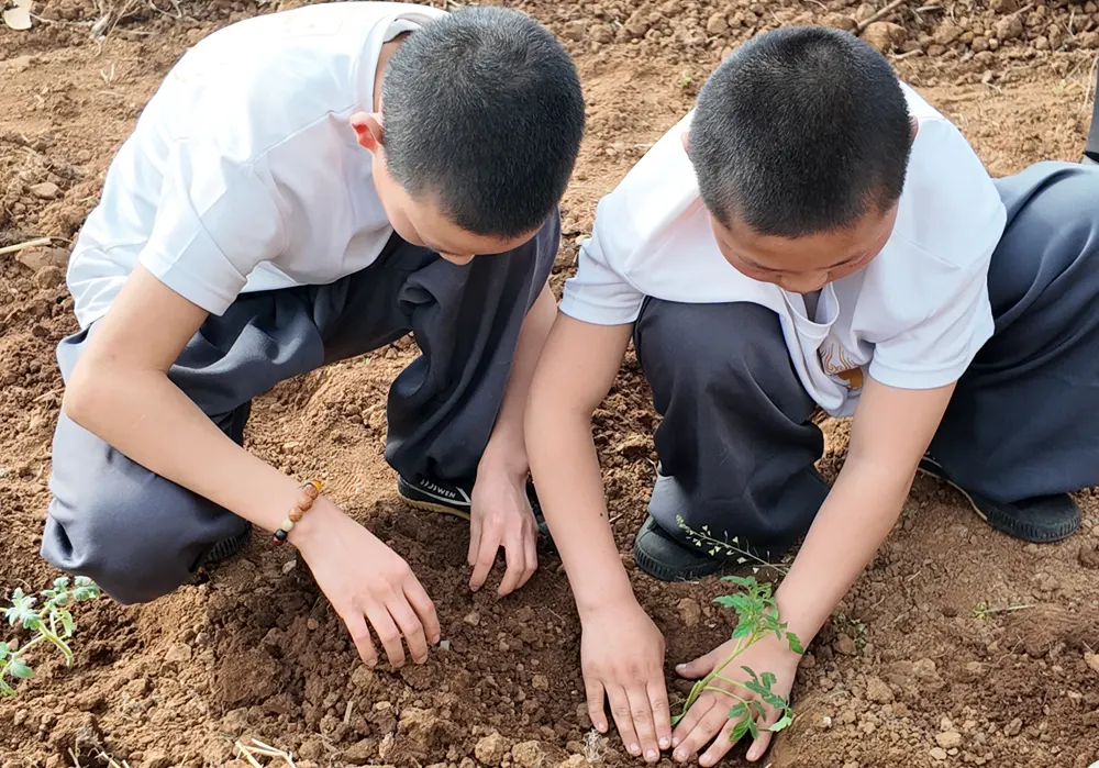 Shaolin Zhongwu students experience growing vegetables